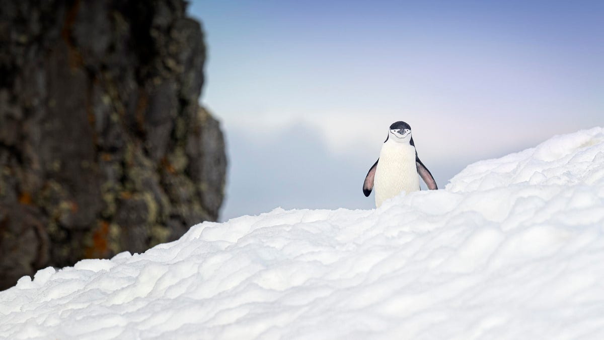 Illustration de la veille