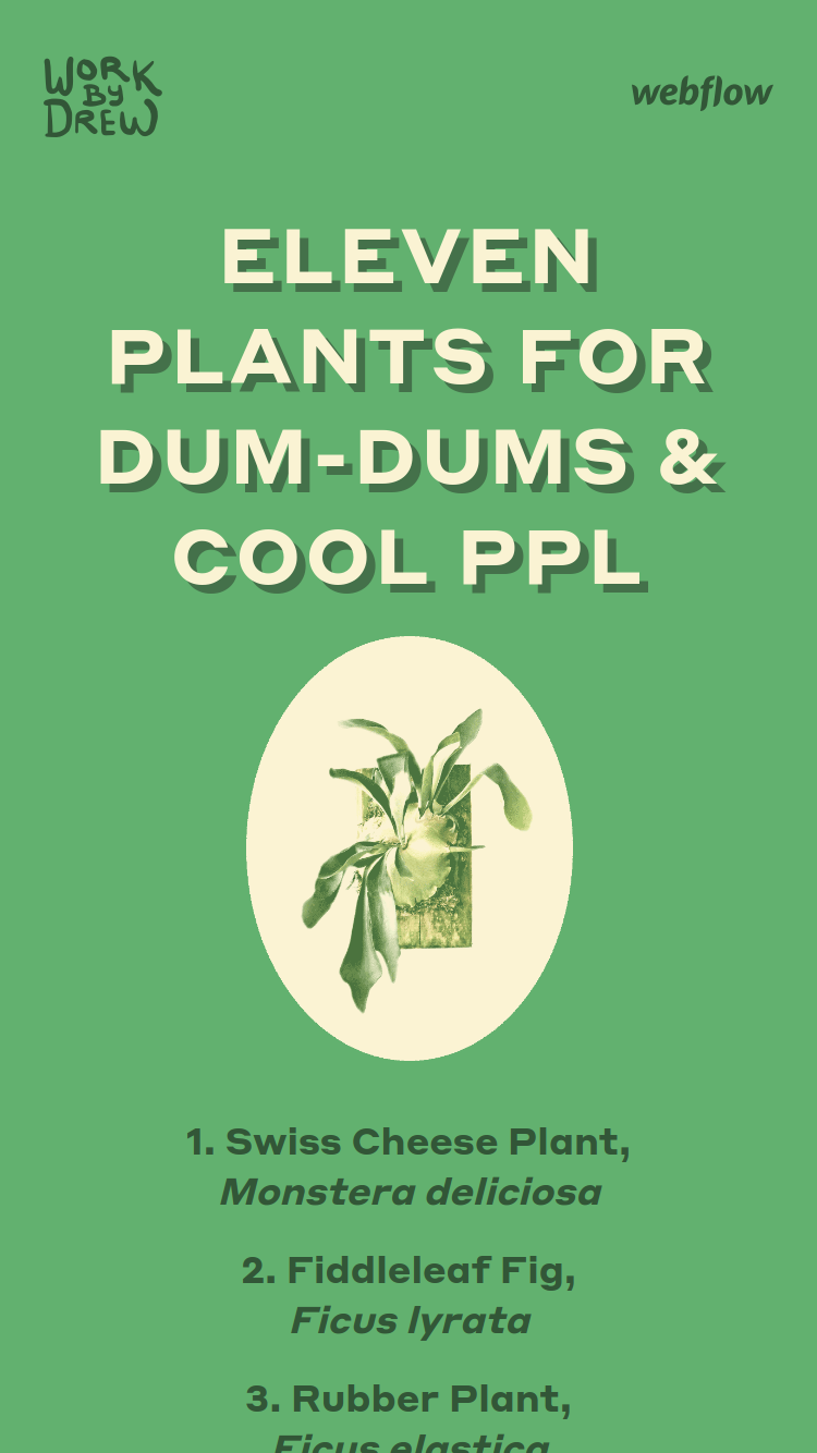 Eleven Plants for Dum-Dums & Cool Ppl website